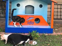 İDO, terminallerine kedi ve köpek evleri hazırlıyor