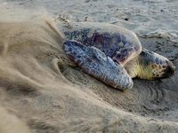 Caretta yuvalarında ‘pandemi’ rekoru kırıldı