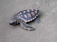 İztuzu Plajı caretta caretta yuvası ve yavru çıkışında rekor kırdı