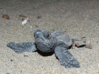 Kuşadası’ndaki deniz kaplumbağası yuvasından 29 yavru çıktı