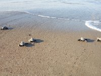 Belek’te caretta caretta yuvasında rekor kırıldı