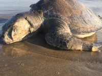 Meksika sahillerinde 351 caretta caretta ölüsü bulundu