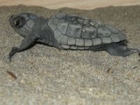 Kuşadası, caretta caretta yavruları için yuva kontrol noktasına kavuştu