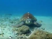 Çanakkale Boğazı’nda caretta caretta görüntülendi