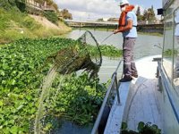 Asi Nehri'nde su sümbülleriyle mücadele sürüyor