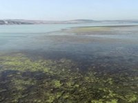 Büyükçekmece Gölü’ndeki kuraklık tabiatın da dengesini bozmaya başladı