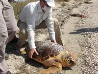 İzmir Körfezi'nde bulunan caretta ceratta, DEKAMER'e gönderildi