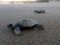 Patara'da 22 bin yavru caretta caretta denizle buluştu