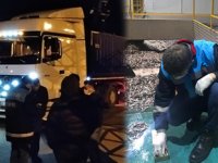 Trabzon'da 50 ton hamsiye el konuldu