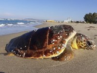 Kuşadası’nda iki kaplumbağa ölü olarak bulundu