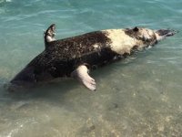 Antalya'da sahile fok ölüsü vurdu