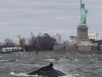 Hudson Nehri’nde yıllar sonra balina görüldü