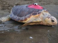 Tuba isimli caretta caretta, Bari'ye ulaştı