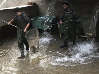 Alabalık üretimi için sağım işlemi başladı