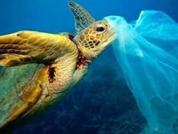 Her iki deniz kaplumbağasından biri plastik yutuyor