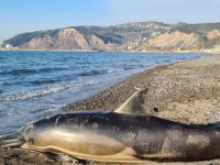 Zonguldak'ta ölü yunus karaya vurdu