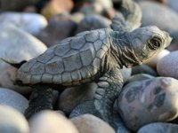 İklim değişikliği caretta carettaları tehdit ediyor