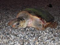 Tedavisi tamamlanan caretta caretta denize bırakıldı