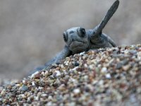 Antalya'da caretta yumurtaları için nöbet başladı