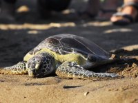 Tedavileri tamamlanan carettalar denize bırakıldı