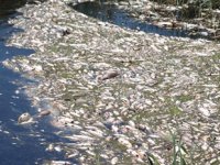 Büyük Menderes Nehri'ndeki toplu balık ölümleri tedirgin etti