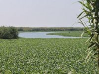 Asi Nehri'ni yine istilacı su sümbülleri kapladı