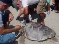 Kuşadası’nda ölü deniz kaplumbağaları kıyıya vurdu