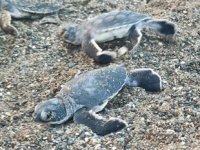 Hatay’da yavru kaplumbağalar denizle buluştu