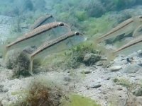 Liman mendireği kalıntıları deniz canlılarına ev sahipliği yapıyor