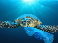 Plastik yutan yavru deniz kaplumbağalarının çok azı hayatta kalabiliyor