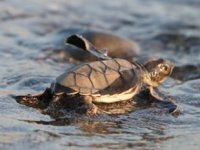 Mersin'de 500 bin yavru caretta denizle buluştu