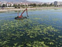 Bostanlı sahilini yine deniz marulu kapladı