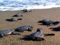 Türkiye'de binlerce caretta caretta denizle buluştu