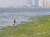 Deniz yosunları, İzmir Körfezi’ni yeniden işgal etti