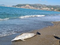 Karadeniz Ereğli sahilinde ölü yunus kıyıya vurdu