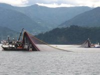 Karadeniz ısınıyor, balık stokları azalıyor