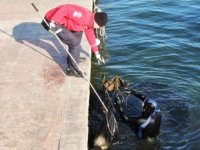 Samsun'da dalgıçlar, deniz dibi temizliği yaptı