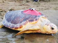 Caretta caretta Tuba, 15 bin kilometre katetti