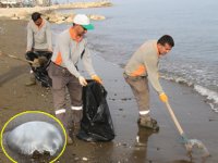 Akdeniz kıyıları, ölü denizanalarından temizleniyor