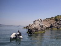 Marmara'da uzun yıllardır görülmeyen deniz canlıları yeniden ortaya çıktı