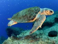 DEKAMER, caretta carettaları denizde de koruyacak