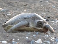 Mersin’de 4 bin caretta caretta yuvası tespit edildi