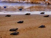 Caretta caretta yavrularının denize yolculuğu başladı