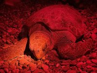 Caretta carettalar zorluklara rağmen neslini sürdürüyor