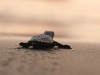 Muğla sahillerinden 40 bin yavru caretta caretta denizle buluşacak