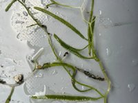 Denizlerdeki ısınma katil yosunun yayılma riskini artırıyor