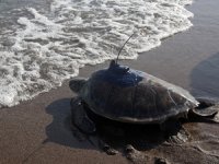 Uydu takip cihazı takılan deniz kaplumbağaları denize salındı