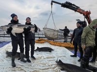 Mersin balıkları ayrı kafeslerde ihracata hazırlanıyor