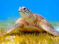 Caretta Carettaları beslemenin faturası katana çıkacak