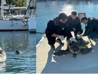 Datça'da denizde yaralı bulunan caretta caretta kurtarıldı